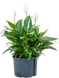 Photogenic Peace Lily Spathiphyllum 'Gokyo' Indoor House Plants