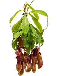 Striking Pitcher Plant Nepenthes alata Indoor House Plants