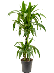 Impressive Corn Plant Dracaena fragrans 'Janet Craig' Tall Indoor House Plants Trees