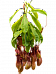Striking Pitcher Plant Nepenthes alata Indoor House Plants