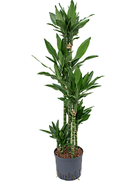Easy-Care Corn Plant Dracaena fragrans 'Janet Lind' Tall Indoor House Plants Trees