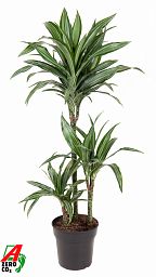 Easy-Care Corn Plant Dracaena fragrans 'Ulises' Tall Indoor House Plants Trees