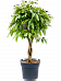 Lush Narrow-leaf Fig Ficus binnendijkii 'Amstel King' Tall Indoor House Plants Trees