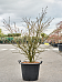 Showy Spindletree Euonymus alatus Outdoor Plants