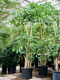 Cheerful Umbrella Tree Schefflera actinophylla 'Amate' Indoor House Plants