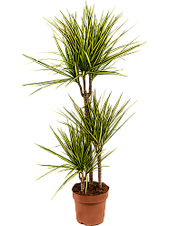 Showy Dragon Tree Dracaena marginata 'Sunray' Tall Indoor House Plants Trees