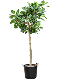 Lush Banyan Fig Ficus benghalensis 'Audrey' Indoor House Plants