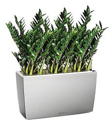 Zamioculcas Green Wall in LECHUZA CARARO Self-watering Planter, Total Height 110 cm