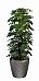 Schefflera Compacta (Nora) in LECHUZA CLASSICO LS Self-watering Planter, Total Height 160 cm