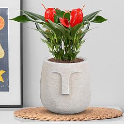 IDEALIST Lite Textured Concrete Effect Oval Indoor Face Pot