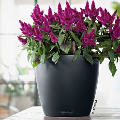 LECHUZA CLASSICO Color Round Poly Resin Self-watering Planter