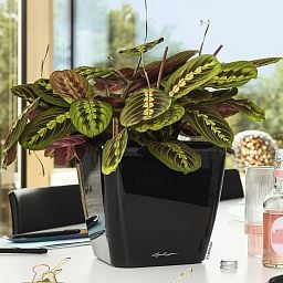LECHUZA Quadro LS Square Poly Resin Self-watering Planter