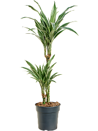 Insta-friendly Dracaena deremensis 'Warneckei' Tall Indoor House Plants Trees