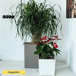 Tropical Ponytail Palm Beaucarnea recurvata Tall Indoor House Plants Trees