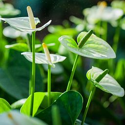 Blooming Anthurium Andraeanum in LECHUZA-PURO Self-watering Planter, Total Height 40 cm
