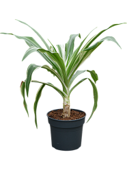 Crinum asiaticum