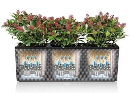 LECHUZA TRIO Cottage Trough Poly Resin Self-watering Planter