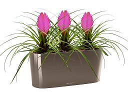 Blooming Tillandsia in LECHUZA DELTA Self-watering Planter, Total Height 35 cm