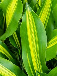 Trendy Corn Plant Dracaena fragrans 'Burley' Tall Indoor House Plants Trees