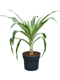 Crinum asiaticum
