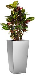 Codiaeum Petra in LECHUZA CUBICO Self-watering Planter, Total Height 130 cm