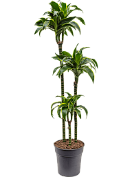 Insta-friendly Corn Plant Dracaena fragrans 'Dorado' Tall Indoor House Plants Trees