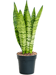 Elegant Snake Plant Sansevieria zeylanica Indoor House Plants