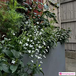 IDEALIST Lite Contemporary Light Concrete High Trough Planter