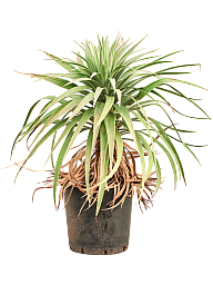 Yucca desmetiana