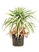 Yucca desmetiana