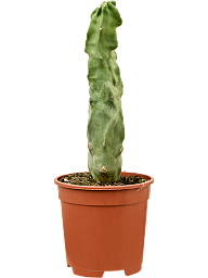 Lophocereus schottii 'Monstruosa'