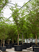 Tropical Black Olive Tree Bucida buceras 'Shady Lady' (800-900)
