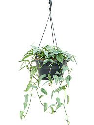 Scindapsus (Epipremnum) Pinnatum 'Cebu Blue'