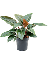 Lush Heart-Leaf Philodendron Red Congo Indoor House Plants