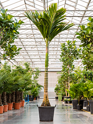 Tropical Dwarf Betel Nut Palm Areca catechu dwarf (450-525) Tall Indoor House Plants Trees