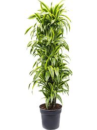Colorful Corn Plant Dracaena fragrans 'Lemon Lime' Tall Indoor House Plants Trees