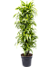 Colorful Corn Plant Dracaena fragrans 'Lemon Lime' Tall Indoor House Plants Trees