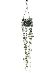 Showy String of Hearts Ceropegia woodii Indoor House Plants