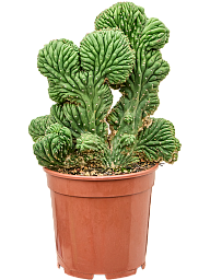 Trichocereus pachanoi 'Cristata'