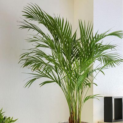 Chrysalidocarpus in LECHUZA CURSIVO Self-watering Planter, Total Height 120 cm