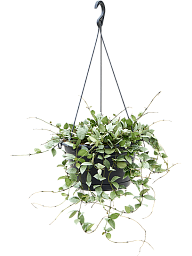 Shade-loving Wax Plant Hoya krohniana 'Eskimo' Indoor House Plants