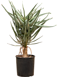 Easy-Care Quiver Tree Aloe dichotoma (100-120) Tall Indoor House Plants Trees