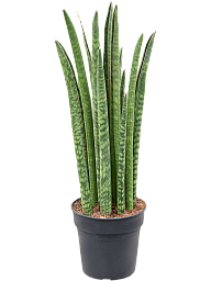 Trendy Snake Plant Sansevieria cylindrica 'Liv' Indoor House Plants