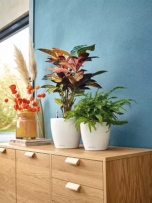 LECHUZA CLASSICO Color Round Poly Resin Self-watering Planter