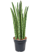 Trendy Snake Plant Sansevieria cylindrica 'Liv' Indoor House Plants