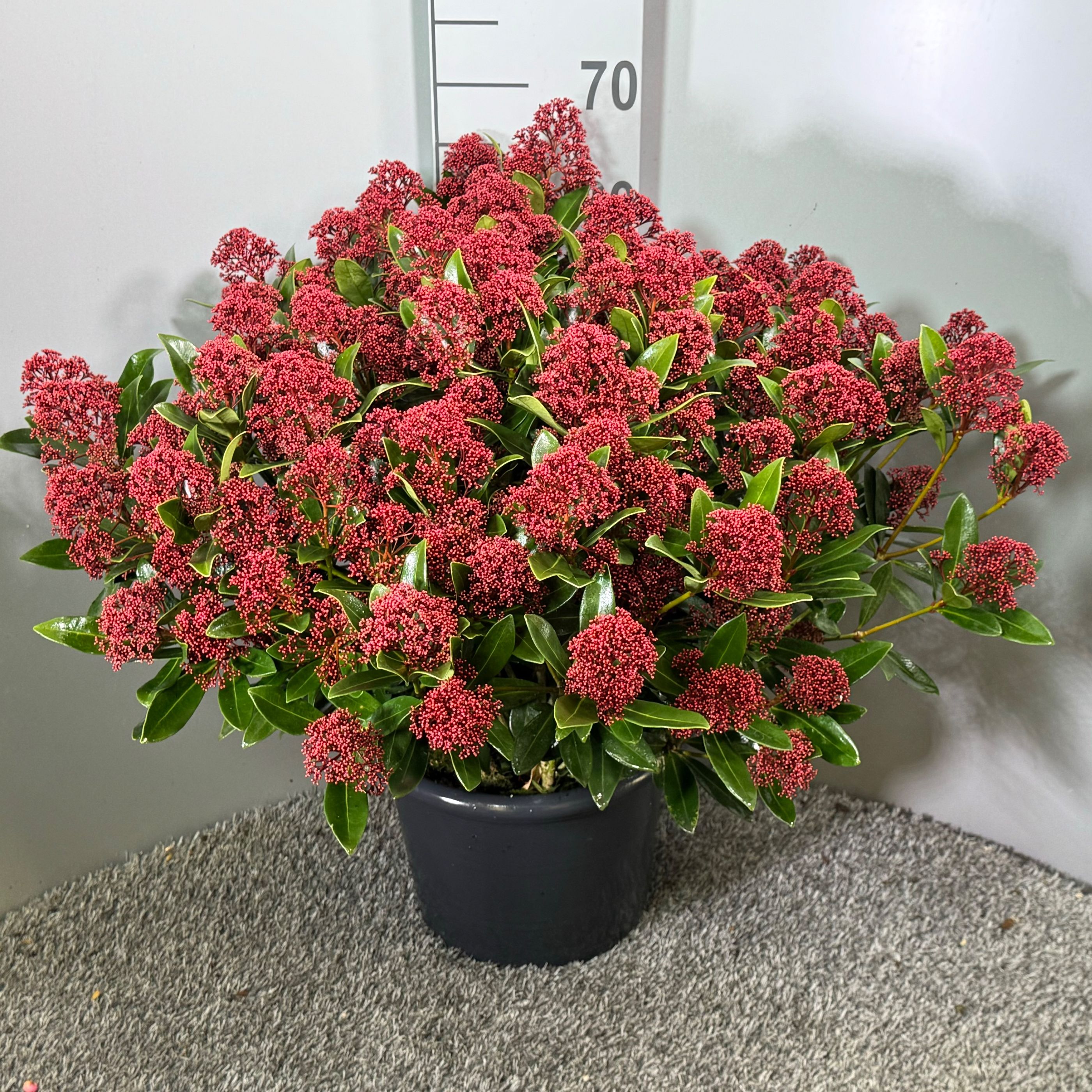 Skimmia japonica Rubesta