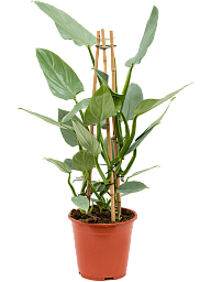 Lush Heart-Leaf Philodendron ‘Silver Queen’ Indoor House Plants