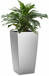Aglaonema Silver Bay in LECHUZA CUBICO Self-watering Planter, Total Height 85 cm