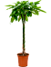 Insta-friendly Money Tree Pachira aquatica Tall Indoor House Plants Trees