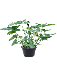 Lush Heart-Leaf Philodendron stenolobum Indoor House Plants